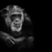 Mike - ChimpanseeChimpanzee