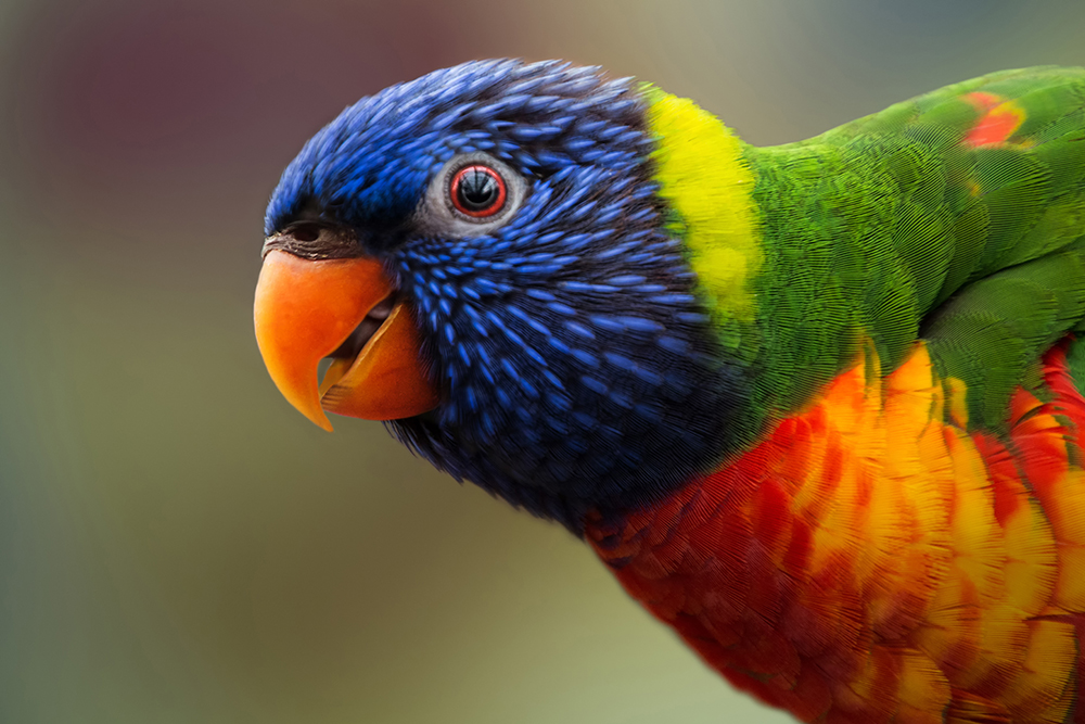 Regenboog lori Rainbow lorikeet