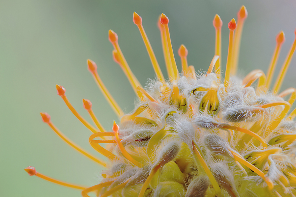 Protea