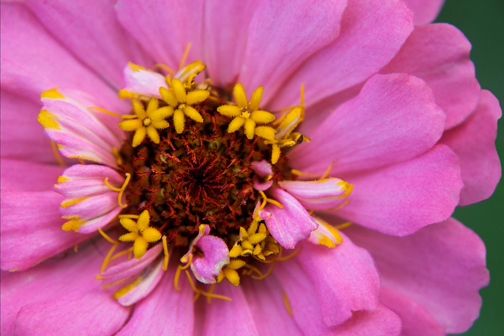 Zinnia