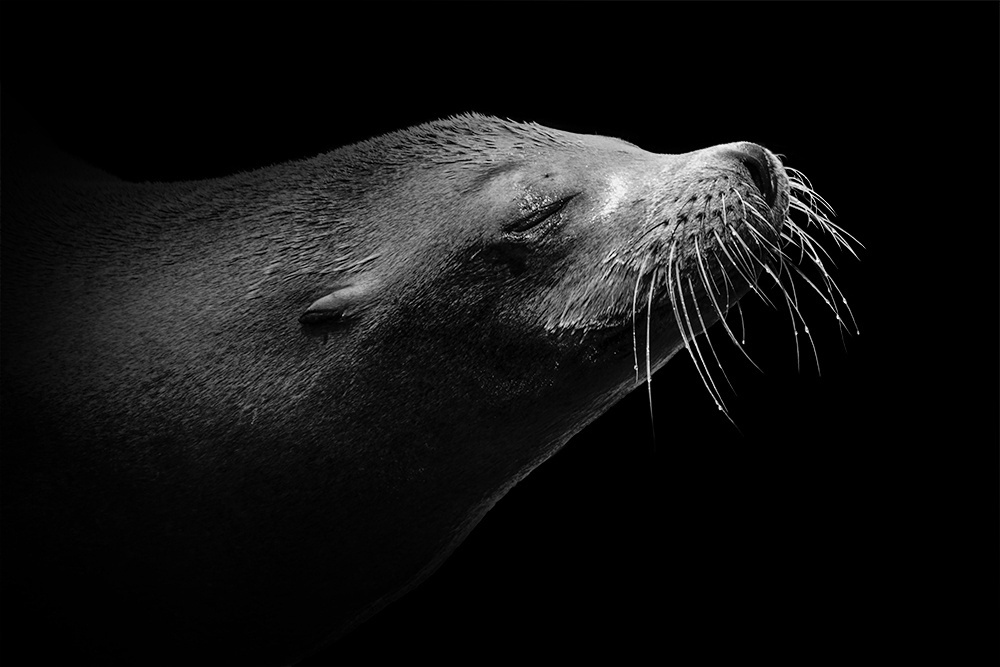 ZeeleeuwSea lion