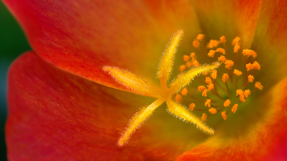 Postelein - Portulaca grandiflora