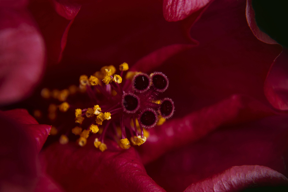 Hibiscus