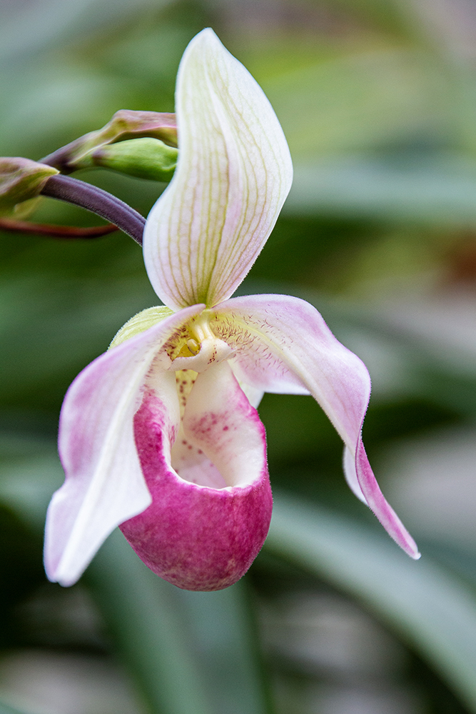 Phragmipedium Sedenii