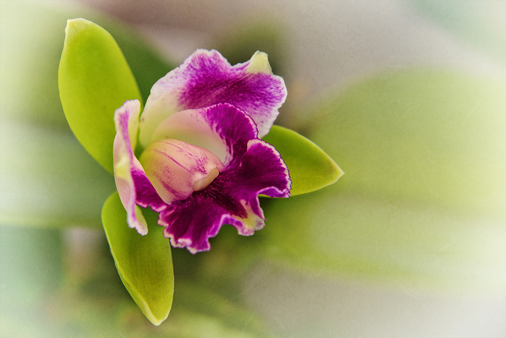 Orchidee - Orchid