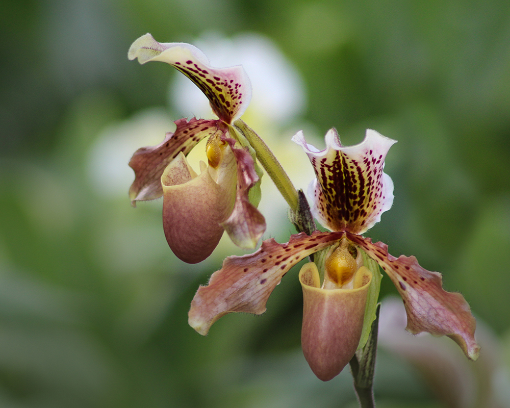 Orchidee - Orchid