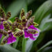 Orchidee - Orchid