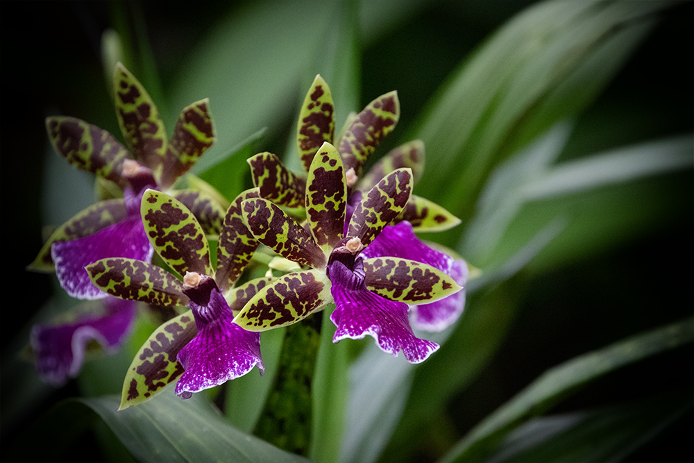 Orchidee - Orchid