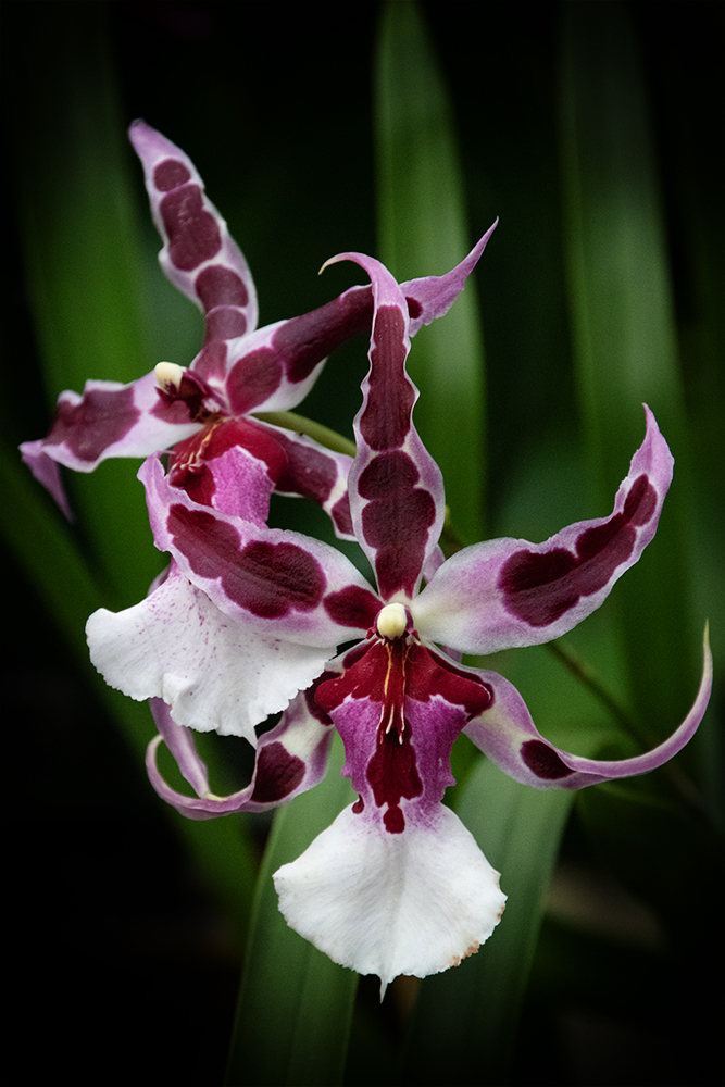 Orchid