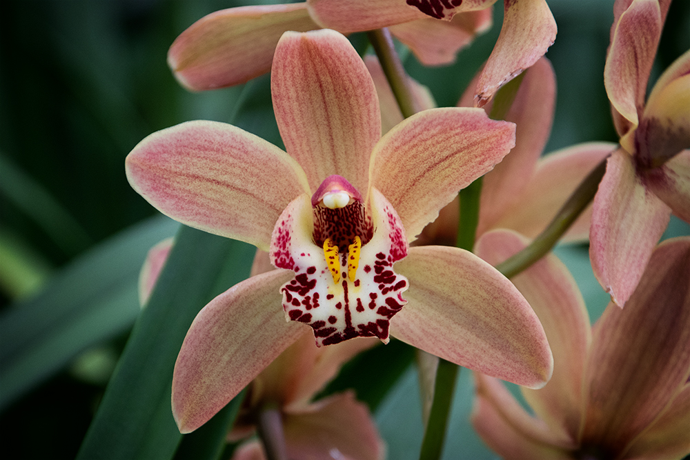 Orchidee - Orchid
