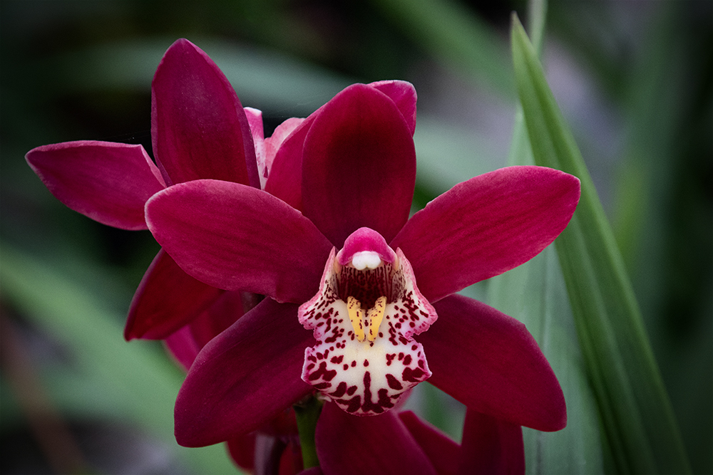 Orchidee - Orchid