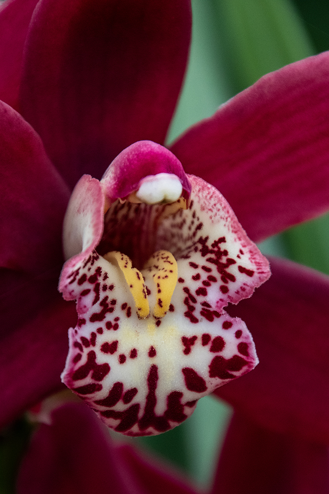 Orchidee - Orchid