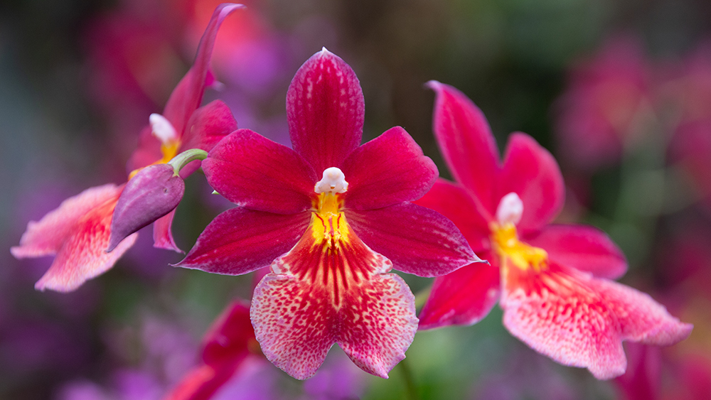 Orchidee - Orchid