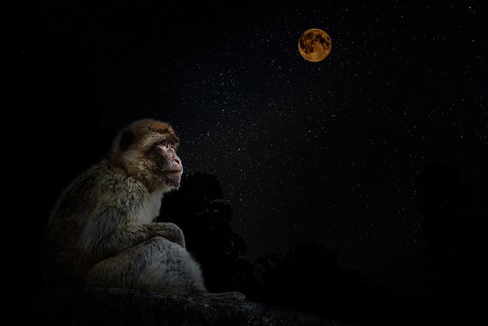 Berberaap - Barbary macaque (Apenheul Apeldoorn)
