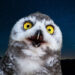 Sneeuwuil - Snowy owl