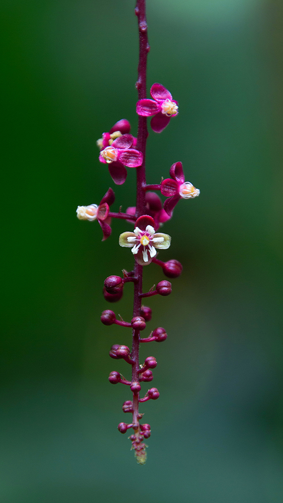 Trichostigma peruvianum