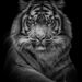 Sumatraanse tijger - Sumatran tiger
