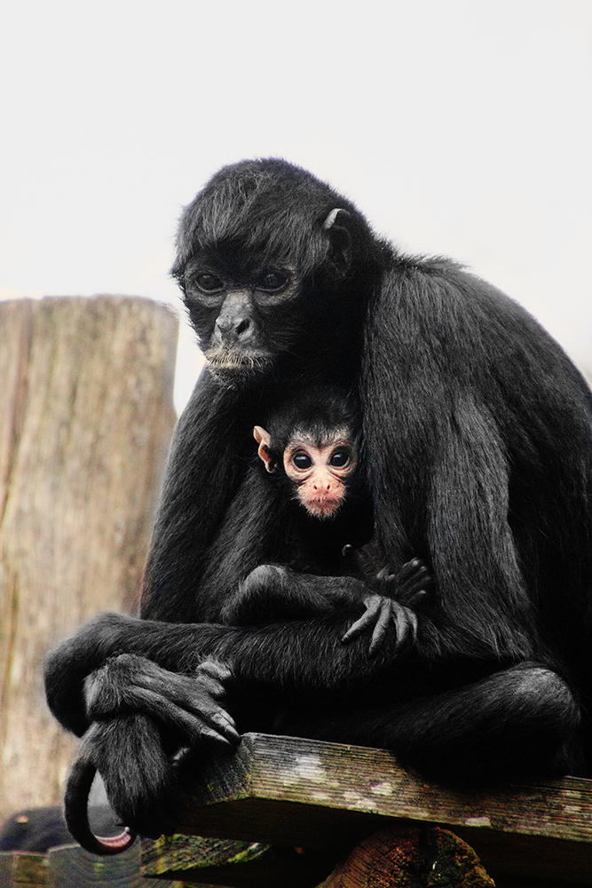 Colombiaanse slingerapen - Spider monkey (Apenheul)