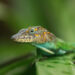 Marmeranolis