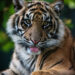 Sumatraanse tijger - Sumatran tiger