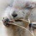 Prairiehond Prairiehonden (Dierenpark Amersfoort) 12-2019