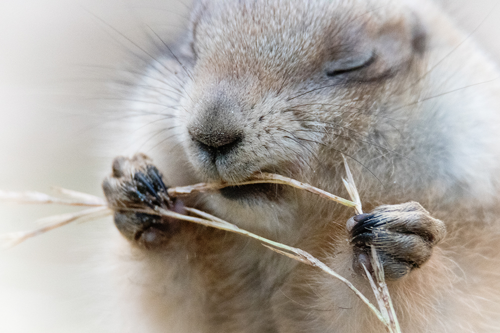 Prairiehond Prairiehonden (Dierenpark Amersfoort) 12-2019