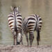 Grant's zebra's