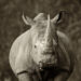 Breedlipneushoorn - White rhinoceros