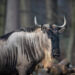 Gnoe - Wildebeest