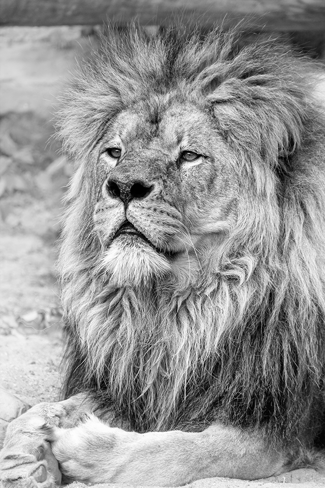 Leeuw - Lion (Artis 2015)
