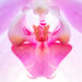 Orchidee - Orchid