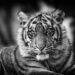 Sumatraanse tijger - Sumatran tiger (Naturzoo Rheine 2019)