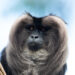 Leeuwenstaartmakaak - Lion-tailed macaque