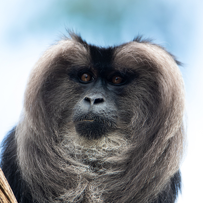 Leeuwenstaartmakaak - Lion-tailed macaque