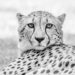 Jachtluipaard - Cheetah