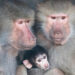 Mantelbavianen - Hamadryas baboons