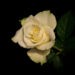 Roos - Rose