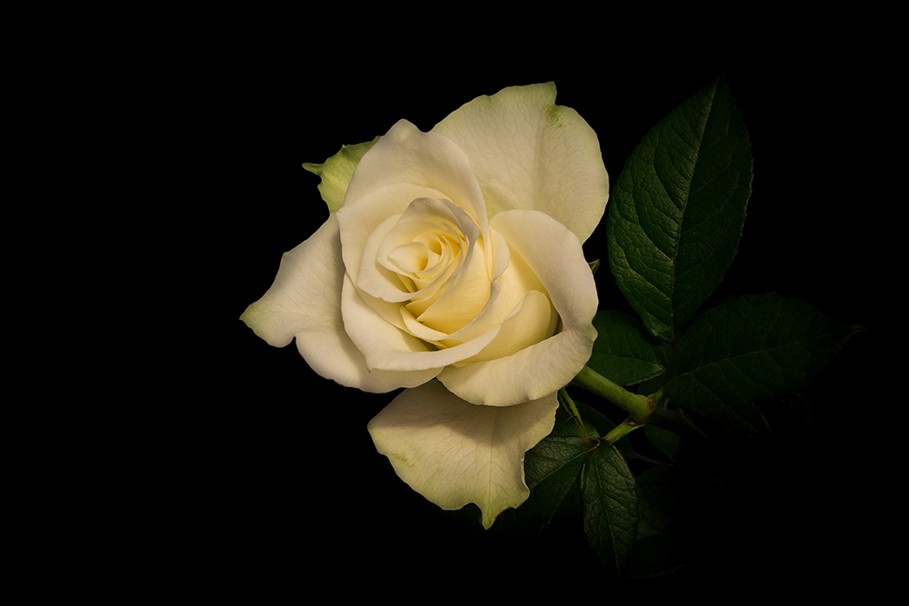 Roos - Rose