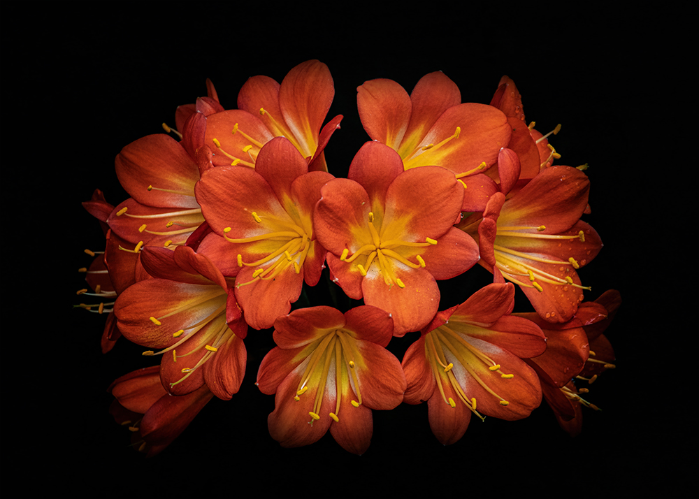 Clivia