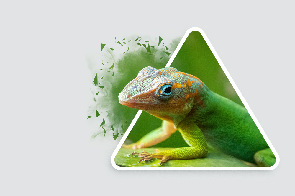 Marmeranolis (Burgerszoo 2019)