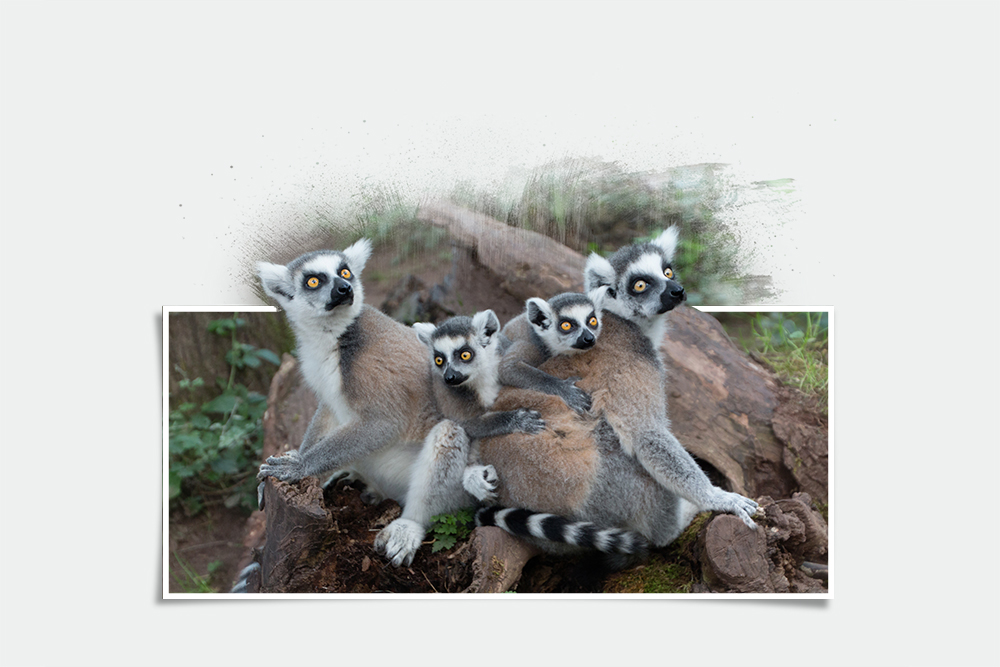 Ringstaartmaki – Ring-tailed lemur (Apenheul 2017)