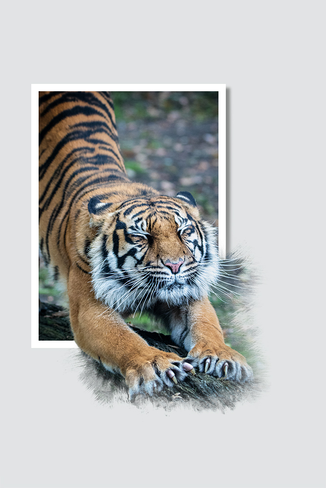 Sumatraanse tijger - Sumatran tiger (Naturzoo Rheine 2019)