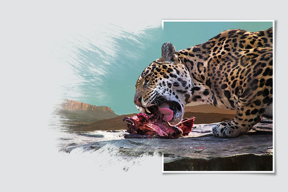 Jaguar (Artis 2017)