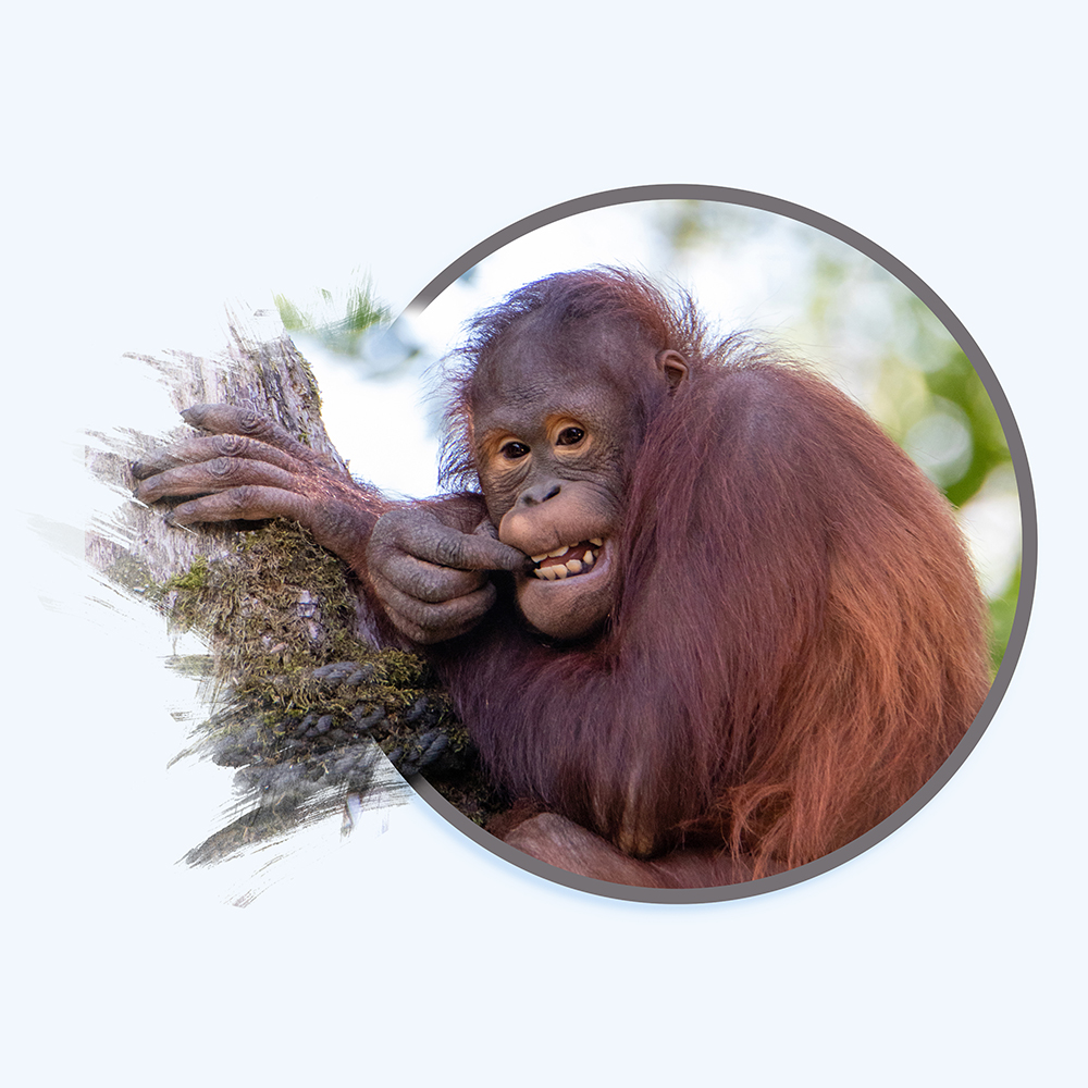 Orang-oetan – Orangutan (Alwetterzoo 2020)