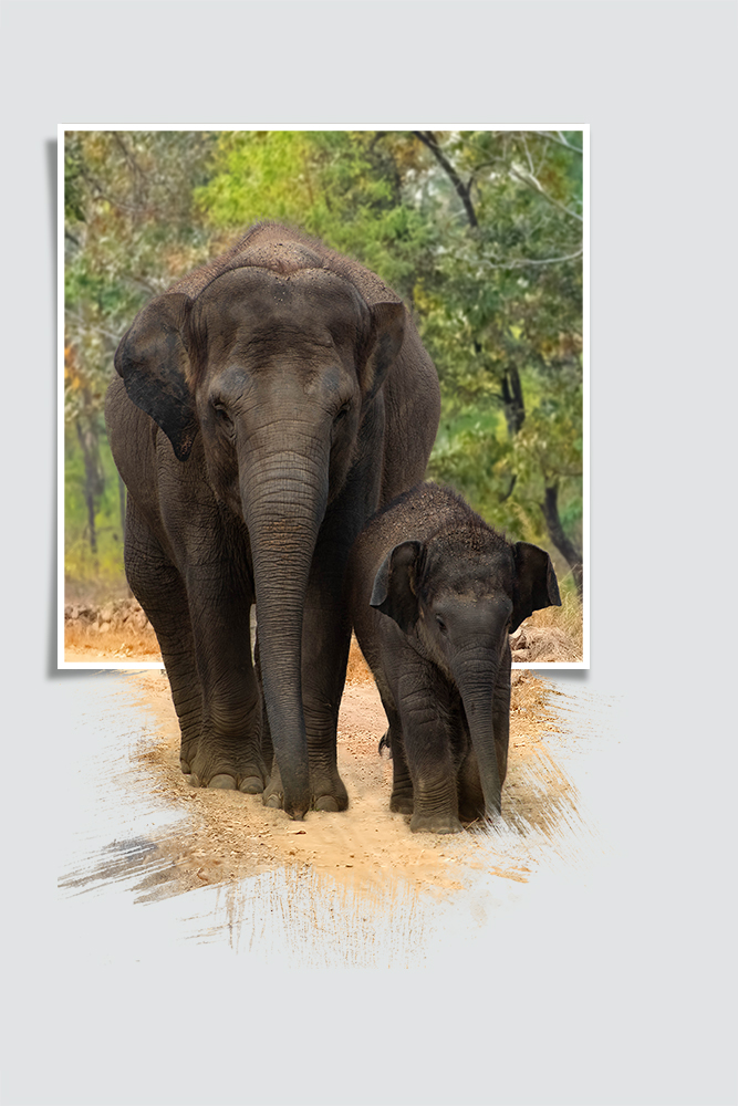 Aziatische olifant - Asian elephant (ZOO Planckendael 2018)