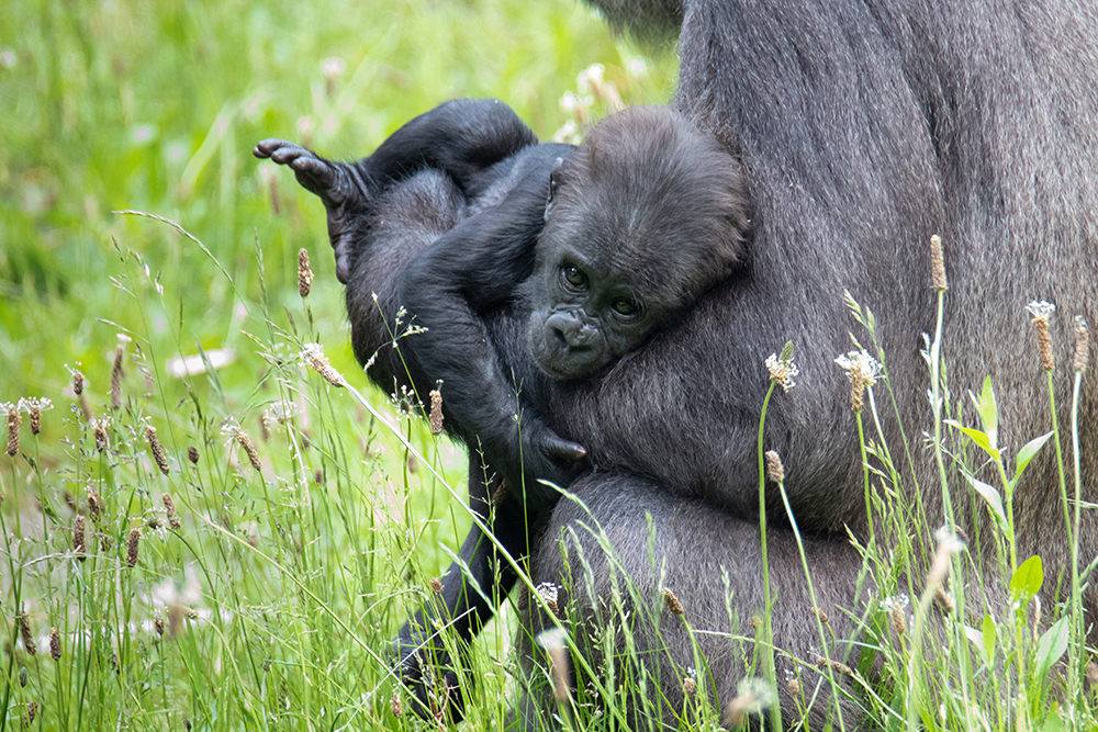 Kiango
