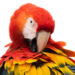 Geelvleugelara - Scarlet macaw