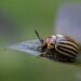 Coloradokever - Colorado potato beetle