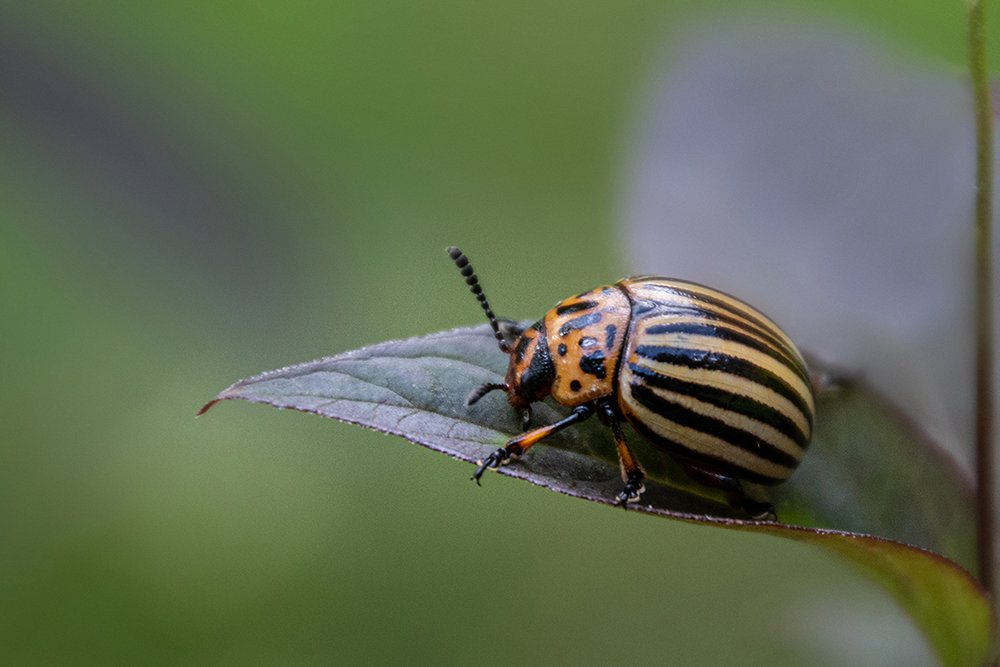 Coloradokever - Colorado potato beetle