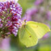 Citroenvlinder - Common Brimstone